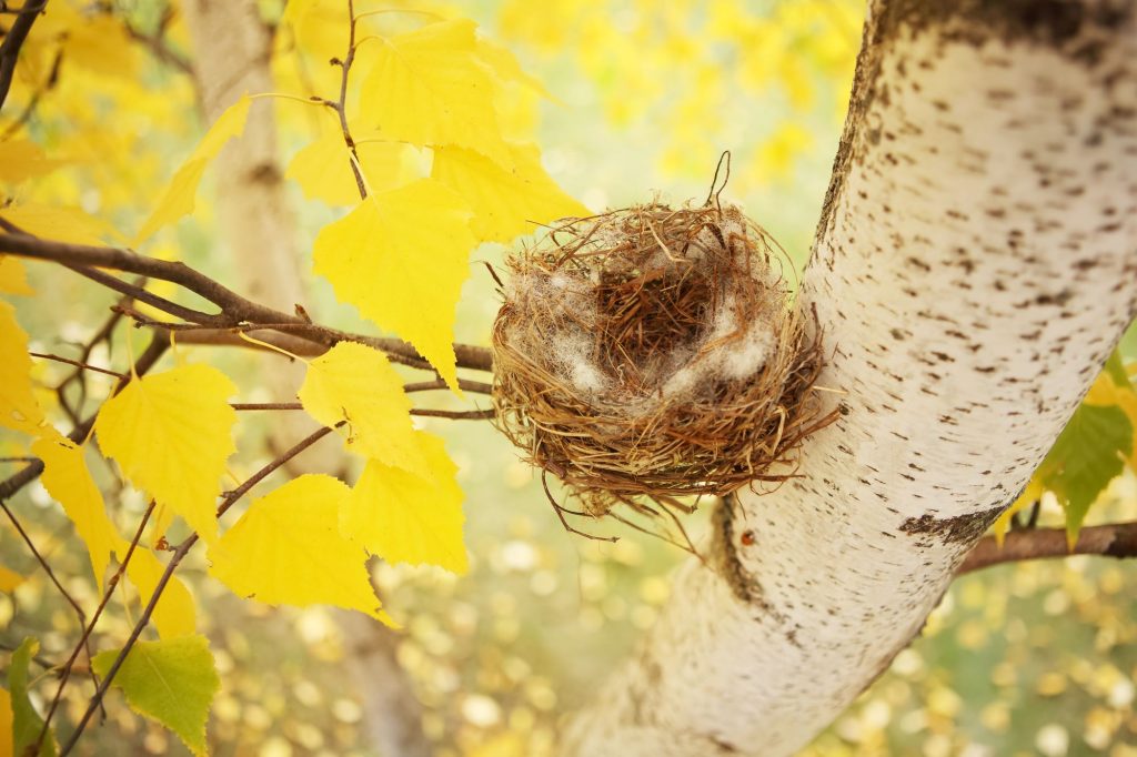 Using Humanistic Therapy to Handle Empty Nest Syndrome: A Caring Approach